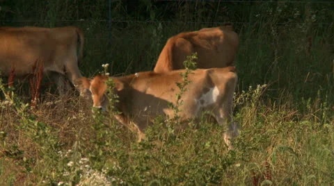 Cows 16 HD Stock Footage 22795511