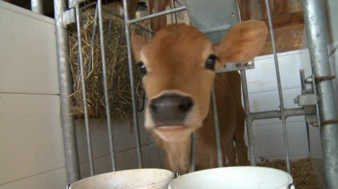 Cows 17 HD Stock Footage 22795320