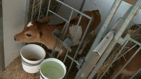 Cows 18 HD Stock Footage 22795417