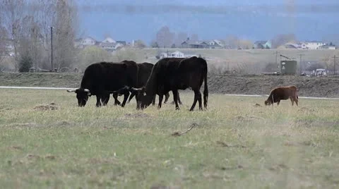 Cows 2 Stock Footage 10915941