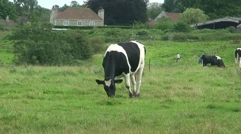 Cows (2) Stock Footage 12699396