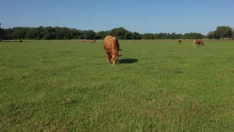 Cows 2 Stock Footage 219824876