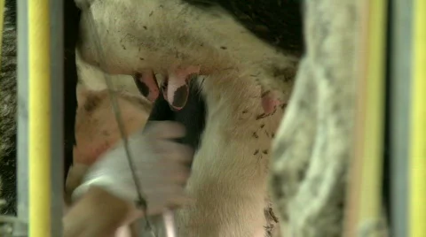 Cows 3 Stockbeeldmateriaal 600410