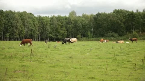 Cows 3 스톡 동영상 11884200