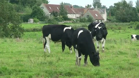 Cows (3) Stock Footage 20463449