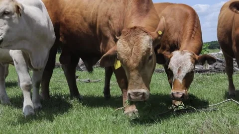 Cows 3 Stock Footage 219824875