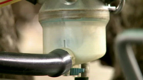 Cows 4 Stockbeeldmateriaal 600411