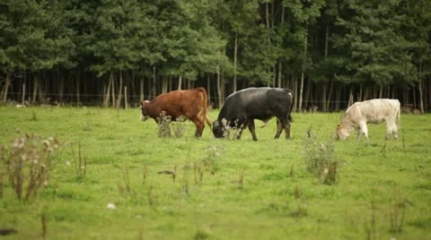 Cows 4 스톡 동영상 11884092