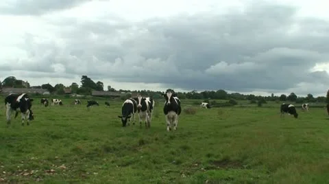 Cows (4) Stock Footage 12712588