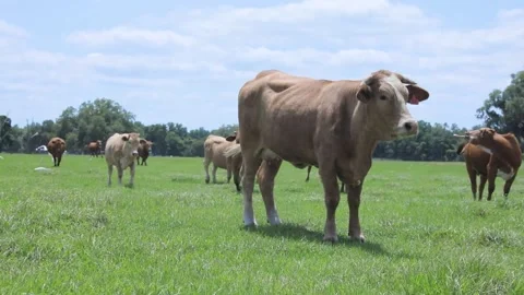 Cows 4 Stock Footage 219824874