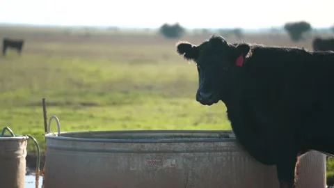 Cows in 4K Stock-Footage 232815237
