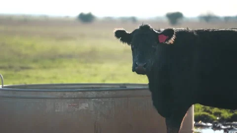 Cows in 4K Stock-Footage 232816588