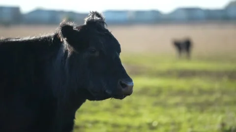 Cows in 4K Stock-Footage 232817248