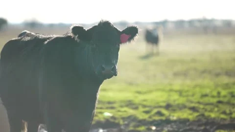 Cows in 4K Stock-Footage 232832663
