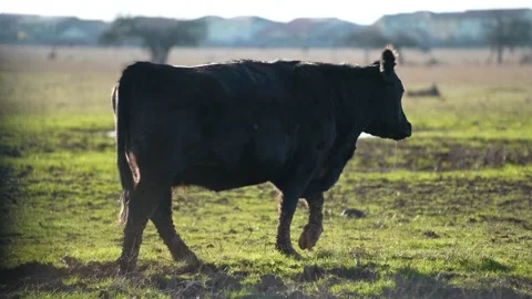 Cows in 4K Stock-Footage 232833188