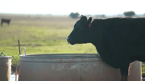 Cows in 4K Stock-Footage 233022084