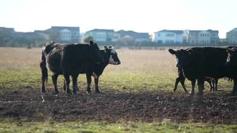 Cows in 4K Stock-Footage 233022130