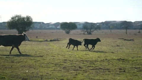 Cows in 4K Stock-Footage 233022141