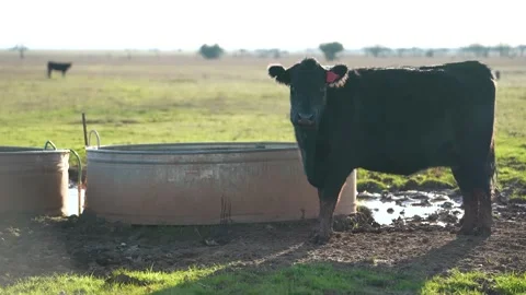 Cows in 4K Stock-Footage 233022167