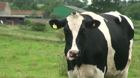 Cows (5) Stock Footage 12712601