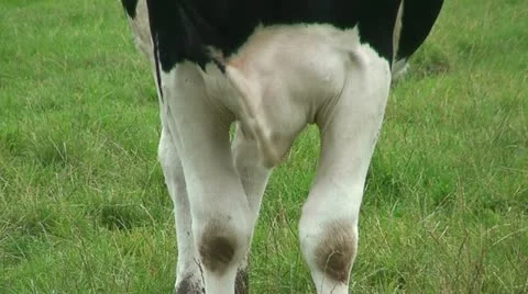 Cows (6) Stock Footage 12718616