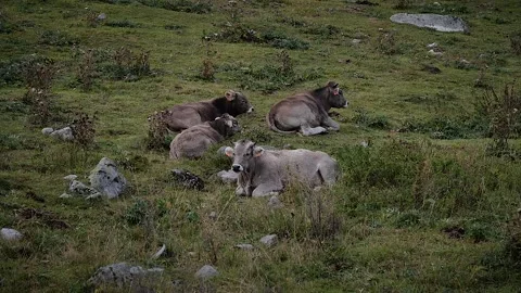 Cows 71 Stock Footage 167071960