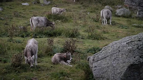 Cows 72 Stock Footage 167071963