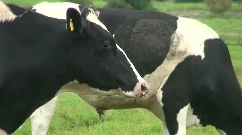 Cows (8) Stock Footage 12712664