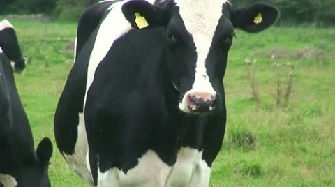 Cows (9) Stock Footage 12712708
