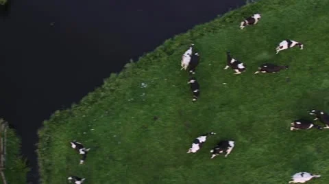 Cows from above Stock Footage 11290833