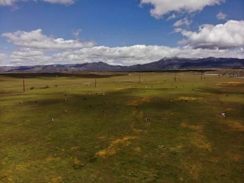 Cows from above Foto stock
