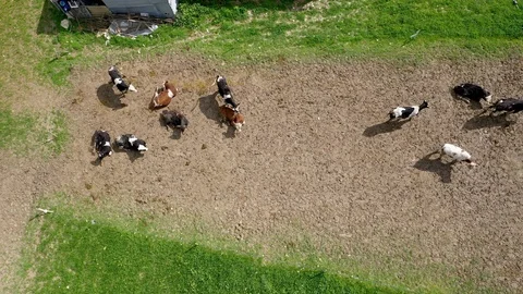 Cows Aerial Stock Footage 126836874