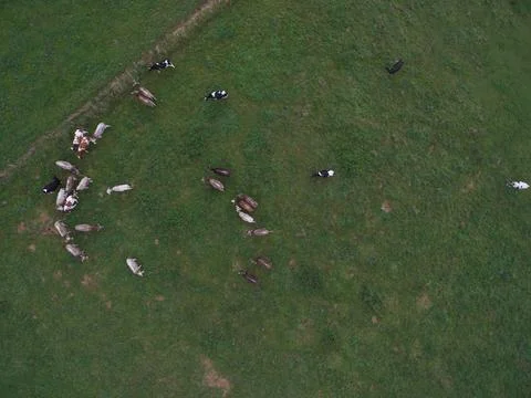Cows aerial Stock Photos