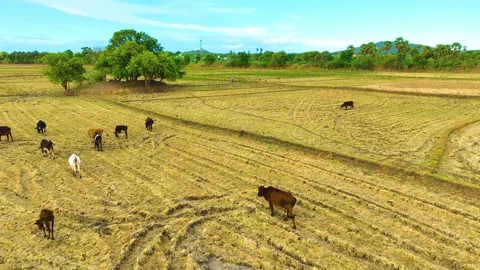 Cows - Aerial View By a Drone During Sunset Video stock 250552022