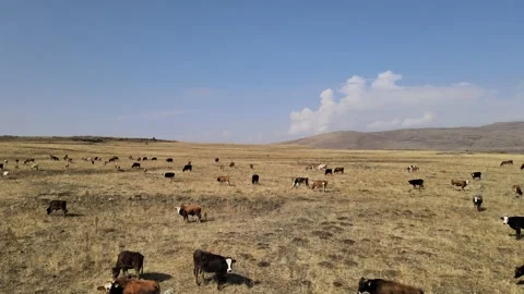 Cows aerial view Stock Footage 238682794