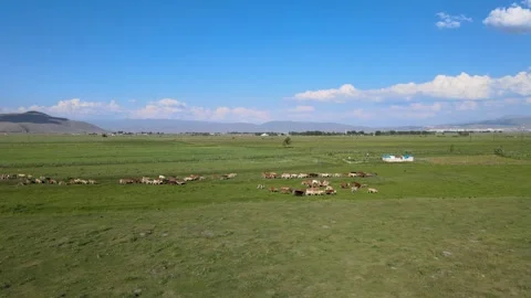 Cows aerial view Stock Footage 240732340