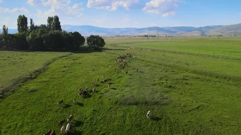 Cows aerial view Stock Footage 240732791