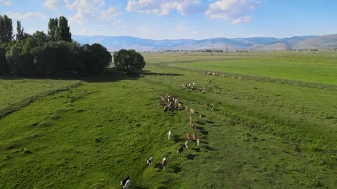 Cows aerial view Video stock 240732860