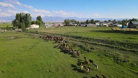 Cows aerial view Stock Footage 240733008