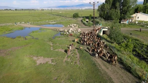 Cows aerial view Stock Footage 240733045