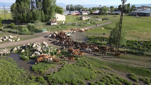 Cows aerial view Stock Footage 240733161