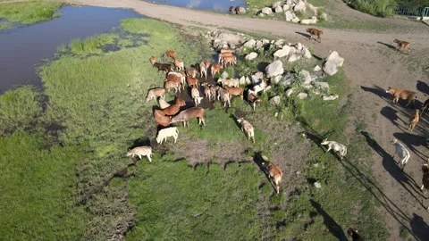 Cows aerial view Stock Footage 240733525