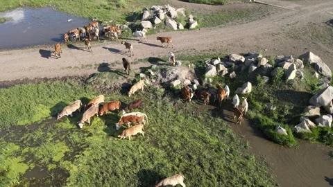Cows aerial view Stock-Footage 240733738