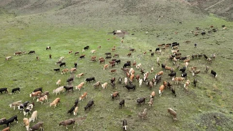 Cows aerial view Stock Footage 241115948