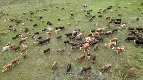 Cows aerial view Stock Footage 241116080