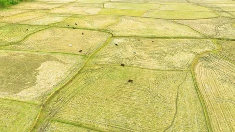 Cows - Aerial View of Paddy Field Video stock 250546434