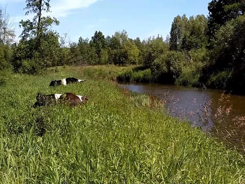 Cows after the bath in a stream Stock Footage 80910694