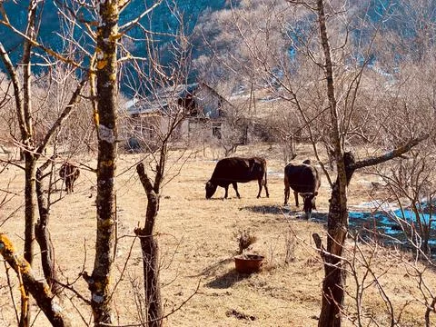 Cows after winter looking for fresh green grass Stock Photos