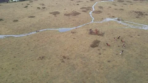 Cows from the air Video stock 156302274