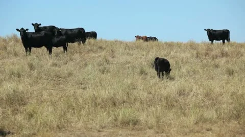 Cows, alberta canada Vidéo 11824540